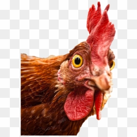 Revised Agoa Bone-in Chicken Rebate Guidelines Published - Transparent Chicken Head Png, Png Download - chicken head png