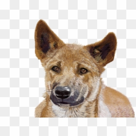 Dingo - Png Animal Photoshop, Transparent Png - dingo png
