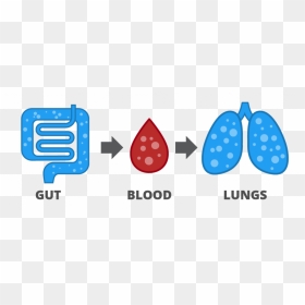 Gases Are Released In The Gut, Absorbed Into The Blood - Hydrogen Breath Test Icon, HD Png Download - intestines png