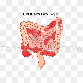 Intestines Png, Transparent Png - intestines png