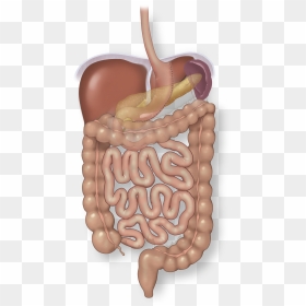 Sleeve Gastrectomy And The Intestines - Illustration, HD Png Download - intestines png
