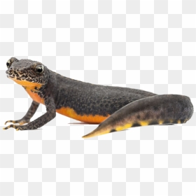 Newt Png, Transparent Png - angry pikachu png