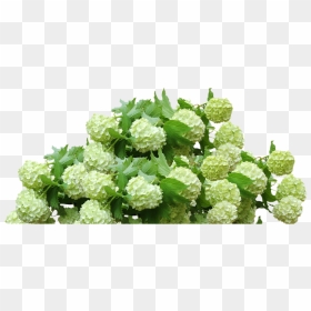 Hydrangea Transparent Png - Hydrangea Png, Png Download - flowering shrub png
