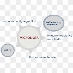 Alterazione Del Microbiota Intestinale, HD Png Download - intestines png