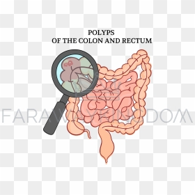 Cartoon, HD Png Download - intestines png