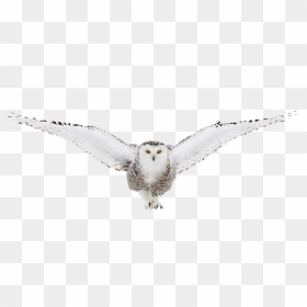 Thumb Image - Snowy Owl, HD Png Download - white owl png