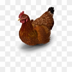 Brown Chicken Png Photo - Rooster, Transparent Png - chicken head png