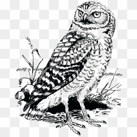 Free Clipart Of A Black And White Owl - Realistic Owl Clip Art Black And White, HD Png Download - white owl png