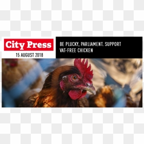 Guide To Poultry Diseases, HD Png Download - chicken head png