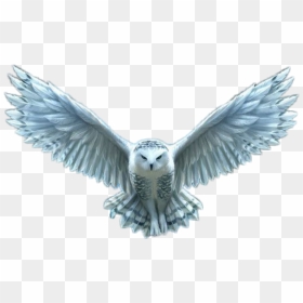 White Owl - Harry Potter Hedwig Png, Transparent Png - white owl png