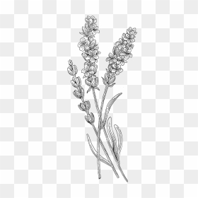 Lavender Drawing Png - Botanical Plant Drawing Png, Transparent Png - flower illustration png