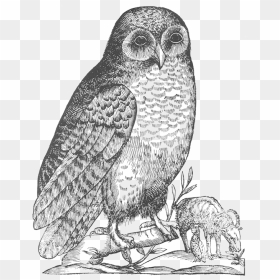 Aldrovandi Owl - Owl Drawings, HD Png Download - white owl png