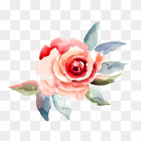 Travelling To Infinity - Rose Flower Illustration, HD Png Download - flower illustration png