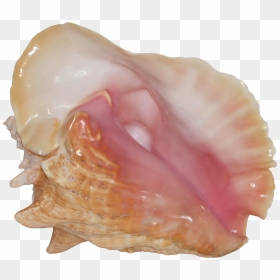 Pink Conch Shell Specimen On Chairish - Conch Transparent, HD Png Download - conch shell png