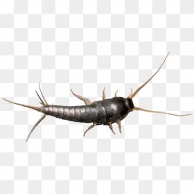 Hr Silverfish - Silverfish Png, Transparent Png - fish head png