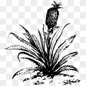 Pineapple Tree Clipart Black And White Png, Transparent Png - pineapples png