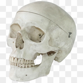 Vintage Anatomical Model Of A Human Skull - Human Skull Art Model, HD Png Download - human skull png