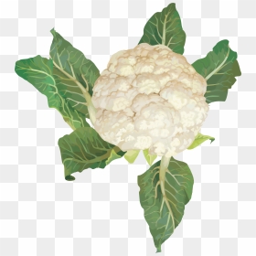 Transparent Background Cauliflower Clipart, HD Png Download - vegetable plant png