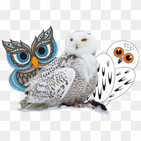 Snowy Owl Bird - Arctic Owls, HD Png Download - white owl png