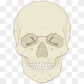 Anterior Of Human Skull, HD Png Download - human skull png