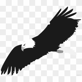 Bald Eagle Animal Free Black White Clipart Images Clipartblack - Eagle Vector Png Clipart, Transparent Png - bald png