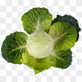 Cabbage - Vegetables Plant Png, Transparent Png - vegetable plant png