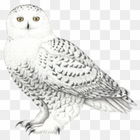 White Owl Png, Transparent Png - white owl png