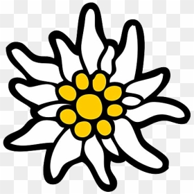 Mid Yellow Daisy Patterned Edelweiss Image - Edelweiß Png, Transparent Png - yellow daisy png