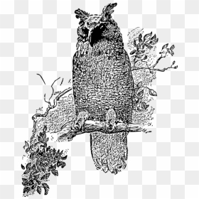 Great Horned Owl Png Icons - Gambar Kepala Burung Hantu Clip Art, Transparent Png - white owl png