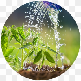 Transparent Water Plants Png - Do Plants And Animals Need Water, Png Download - water plants png