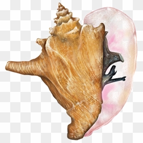 Conch Shell Free Png Image - Queen Conch Png, Transparent Png - conch shell png