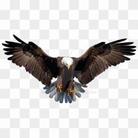 Transparent Feathers Eagle - Transparent Background Eagle Png, Png Download - soaring eagle png