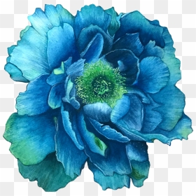Star Thistle, HD Png Download - flower illustration png