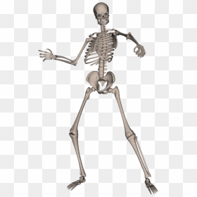 Skeletons Png, Transparent Png - human skull png