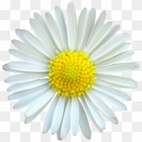 Desk Background, Mv - White Daisy Flower Png, Transparent Png - yellow daisy png