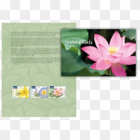 Water Plants Stamp Pack - Sacred Lotus, HD Png Download - water plants png