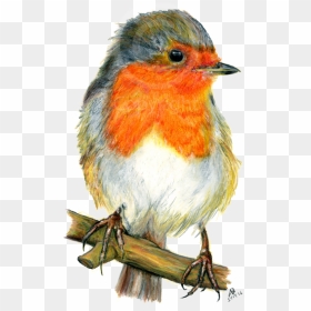 European Robin Png Photos - Red Breasted Robin Drawing, Transparent Png - robin bird png