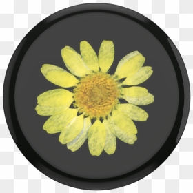 Popsockets, HD Png Download - yellow daisy png