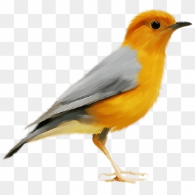 Canary Bird Png, Transparent Png - robin bird png