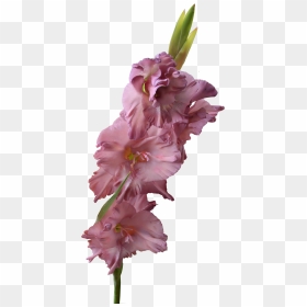 Gladiolus Png Pic, Transparent Png - gladiolus png
