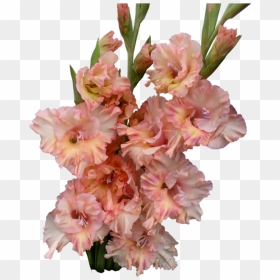 Gladiolus Png Photos - Gladiolus Transparent Background, Png Download - gladiolus png