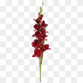 Red Gladiolus - Gladiolus, HD Png Download - gladiolus png