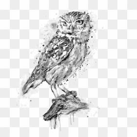 Black And White Owl Art, HD Png Download - white owl png