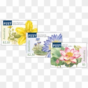 Water Plants Set Of Stamps - Aquatic Plant, HD Png Download - water plants png