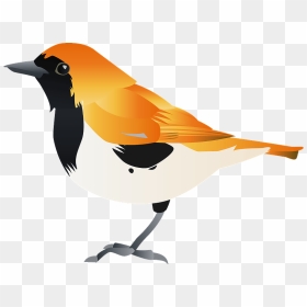 Ryukyu Robin Bird Clipart - Old World Oriole, HD Png Download - robin bird png