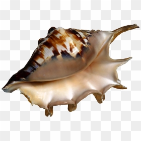 Png Sonkho, Transparent Png - conch shell png