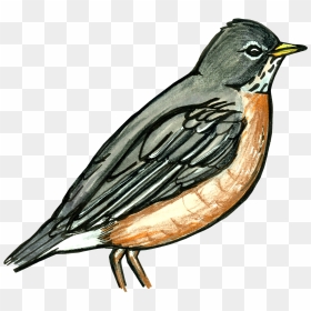 Old World Flycatcher, HD Png Download - robin bird png