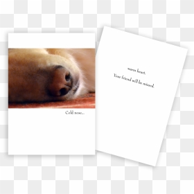 Sympathy Card Dog Nose - Golden Retriever, HD Png Download - dog nose png