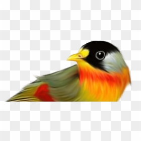 Birds, HD Png Download - robin bird png