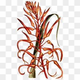 Commodity Flower Vegetable Line Plant Stem , Png Download - Flower, Transparent Png - vegetable plant png